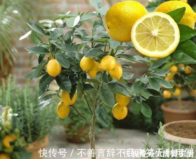 阳台上|还在苦苦养花吗?今年都流行种果树了,开完花就结果,味甜真不错