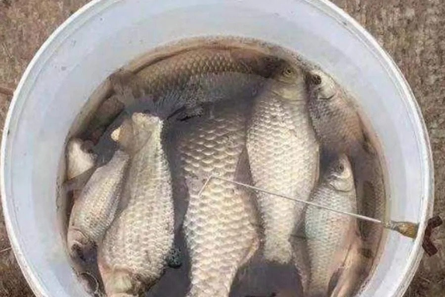 冬天板鲫特难钓?试试这3个套路,一周起码要钓五次,不信你不服