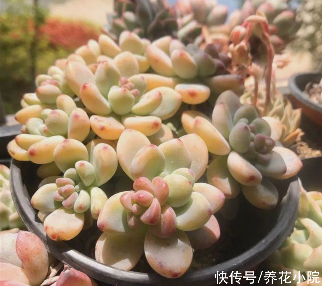 多肉植物|三伏天到了，给家里的多肉要做好“3控”，株型紧凑，不烂根