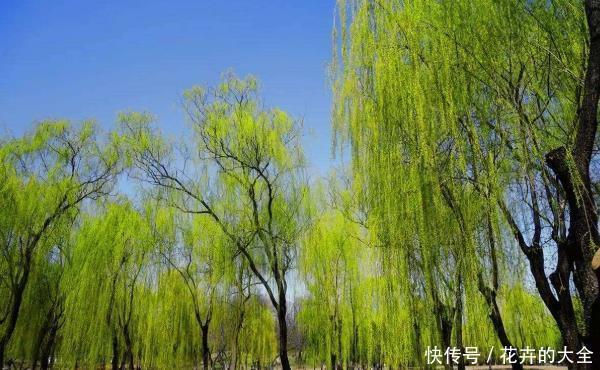 农村俗语“生不睡柳,死不睡杨”,是什么讲究?值得大家重视!