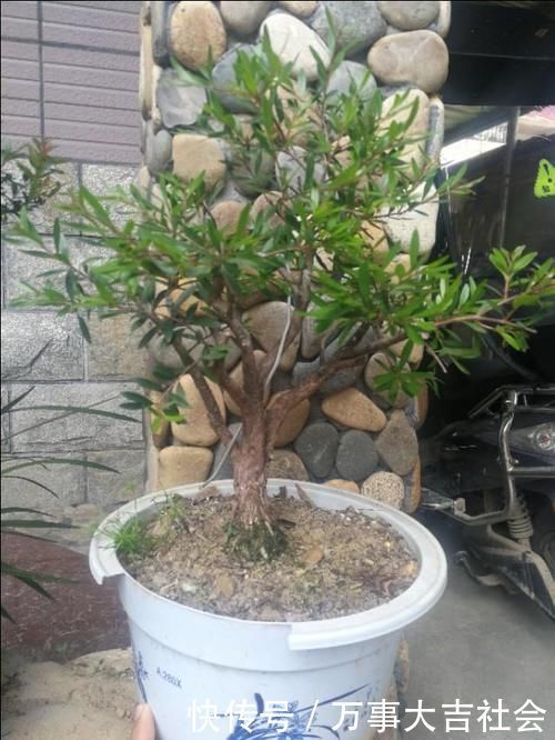 适应性|山上有什么植物适合用来做花卉盆景的吗？