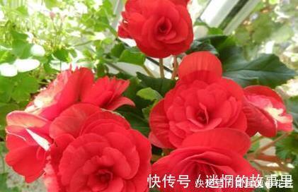 胜过|新手养护花卉,就养胜过玫瑰,花开四季的花卉,给水就旺!