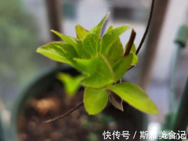 种花|9种花，天热会“假死”，千万别丢了，秋天就苏醒