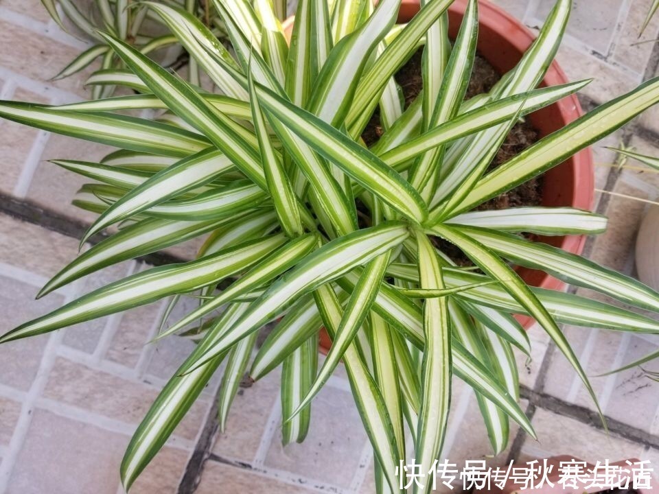 搬新家之前,一定要养“这6种花”,除“甲醛”效果好