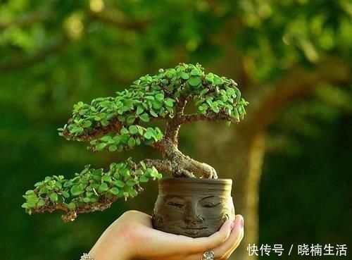 修剪|盆景太贵玩不起这花便宜得很，修修剪剪成老桩价值高