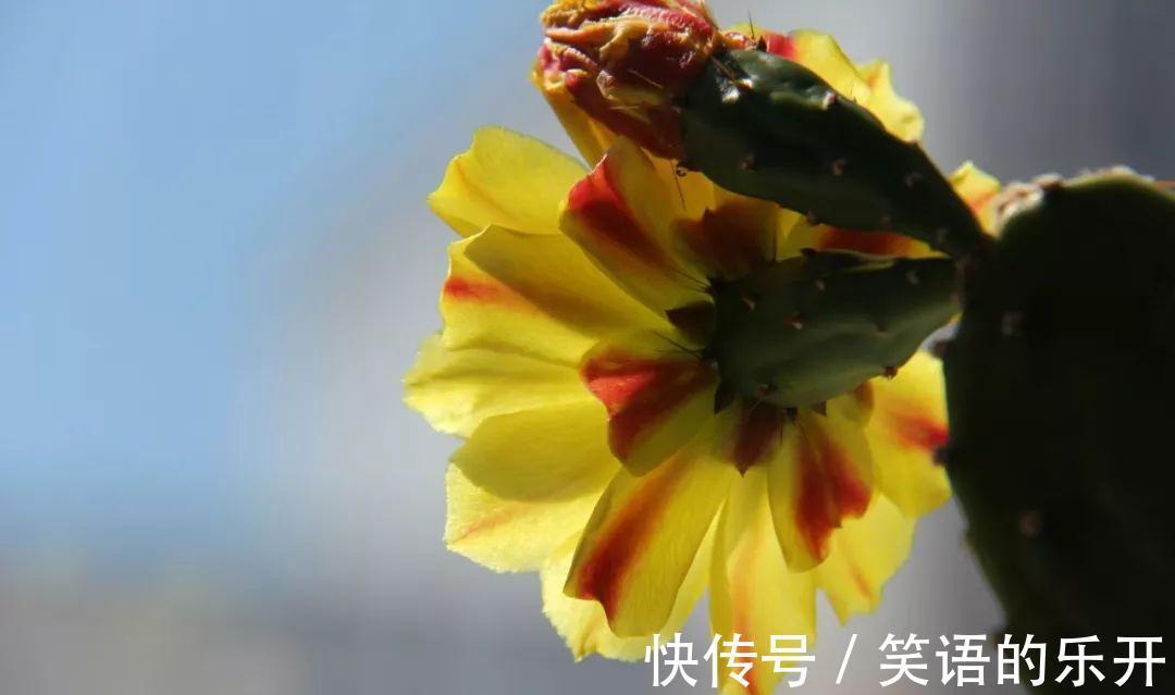 植物|花卉好不容易熬过冬，初春这5点没做好，分分钟死给你看