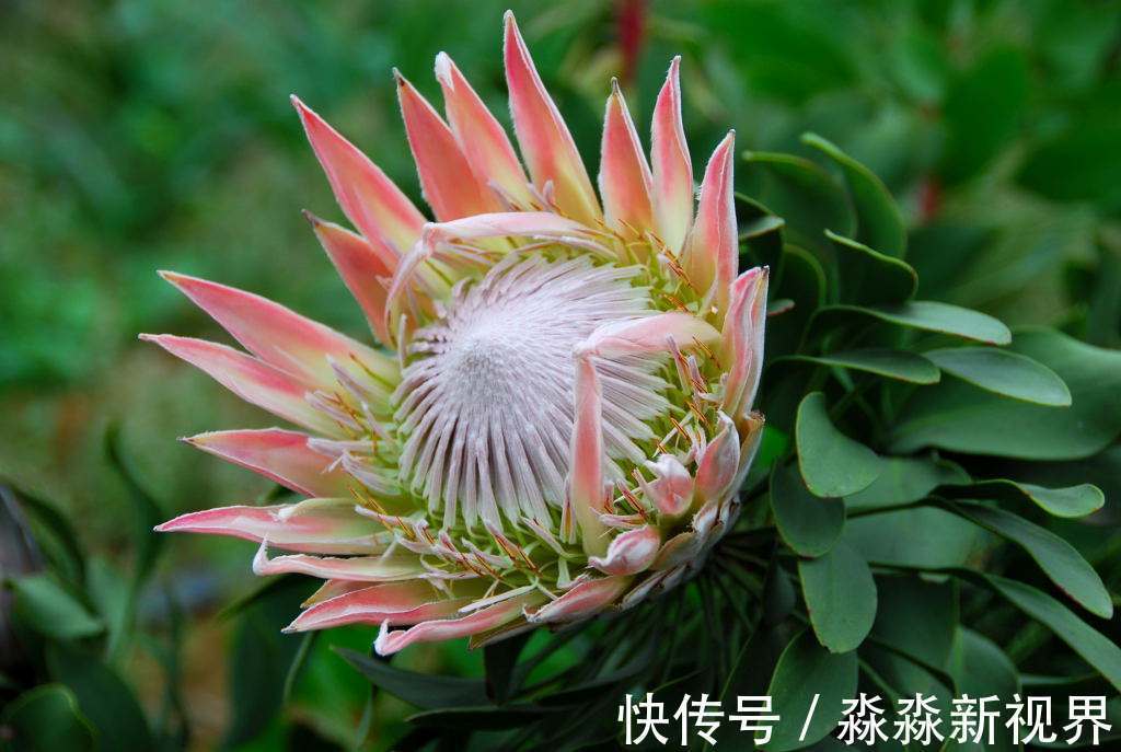 吉祥|此花是花中的帝王，代表的是胜利和团圆，有着富贵吉祥的寓意