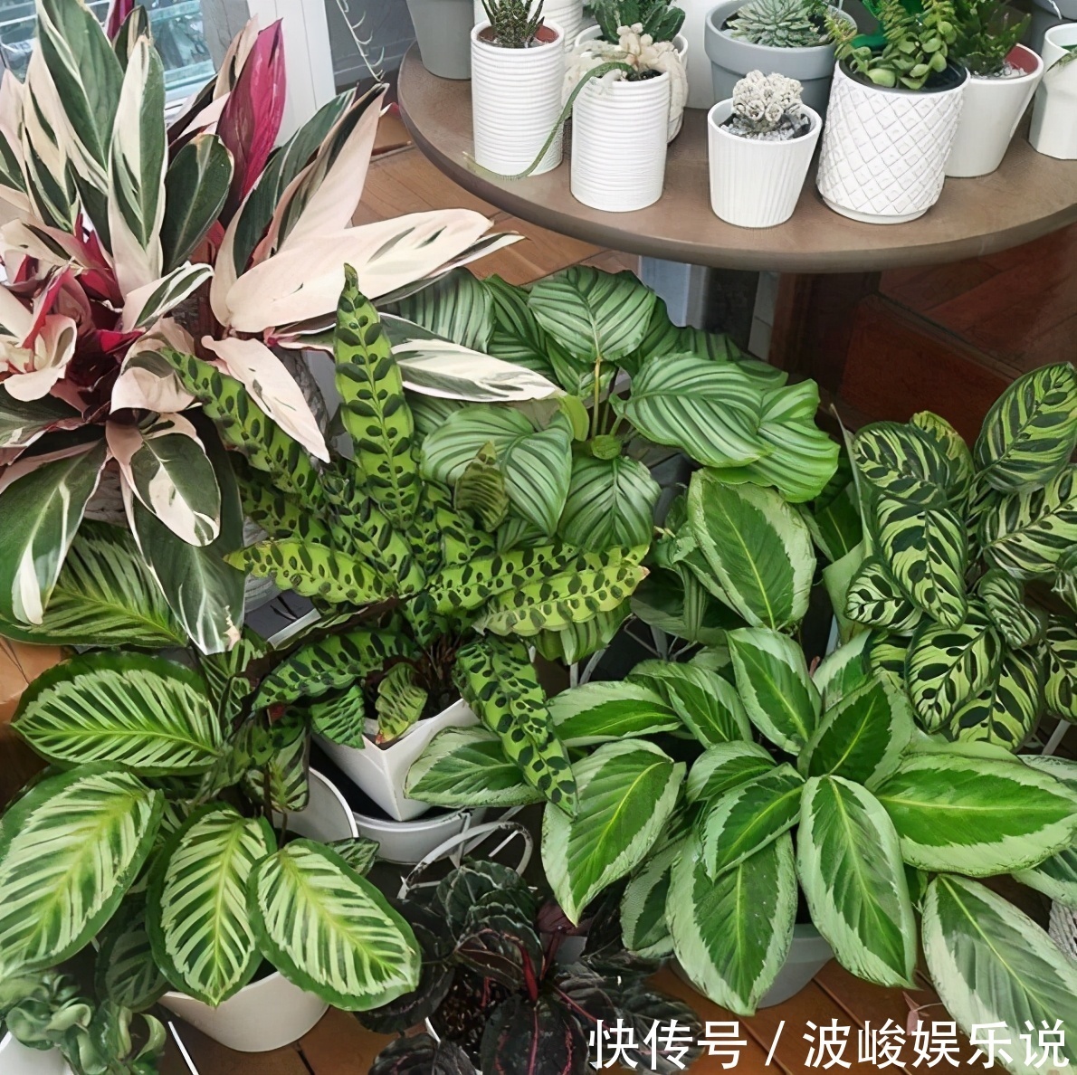 绿森林|8种“漂亮花”别晒大太阳,一晒就耷拉,客厅不见光,养成绿森林