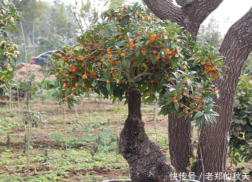 桂花盆景的制作与技巧,简单易学,抓紧收藏!