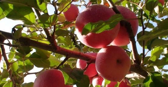 此物|苹果和此物一起吃，两周不到，睡得更好，小腹变平坦，皮肤更水嫩