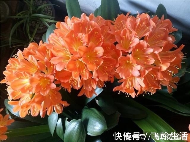 营养液|君子兰肥足长得壮,4种“肥水”轮着浇,10枝花箭一起蹿出来