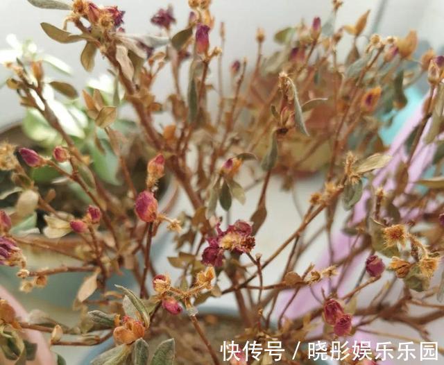 最怕晒的10种花,赶快搬进屋,否则会死掉