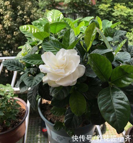 秋季|如果想要栀子花明年开花，秋季做好“5不1对”，春季花开满枝头