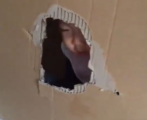 当家长|为哄娃能乖乖吃饭,妈妈想出的这招获高赞,网友:双方属实不易啊