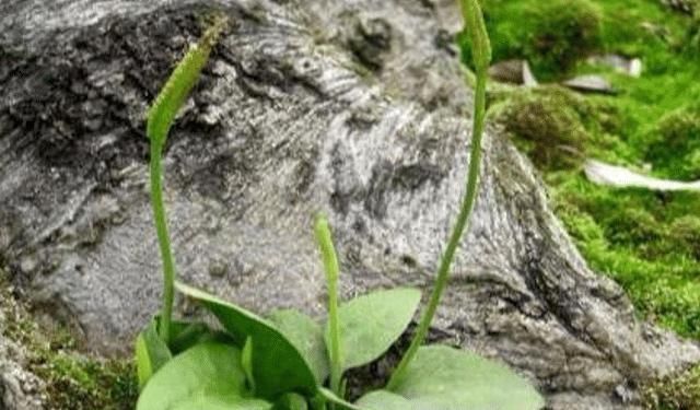 野草|此为“一支箭”,因生杂草中,常被无视,殊不知560元一斤