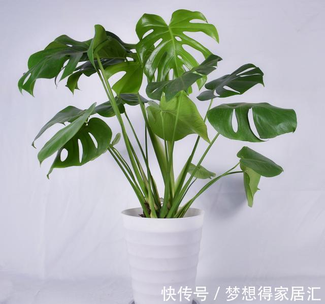 绿萝|7种“健康花”，家里养一盆，寓意好，有格调，寿命长，还干净