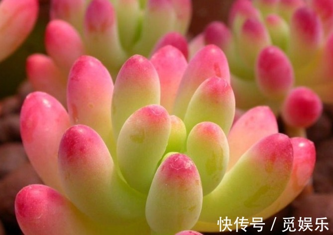 几种适合养在盆栽的多肉植物,好看又好玩,浇水就能爆盆