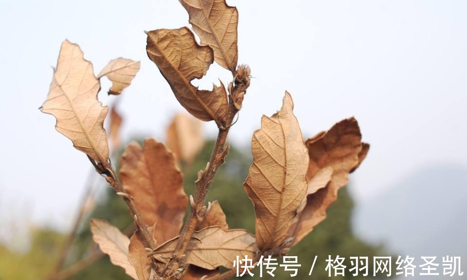 元稹&唐诗三百首最著名的悼亡诗,其中的这句诗却被误读了上千年!