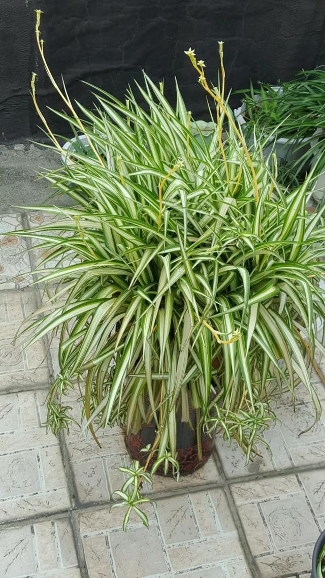 家家都有的3种“钾肥”，给花喂一点，根壮苗粗结果多！