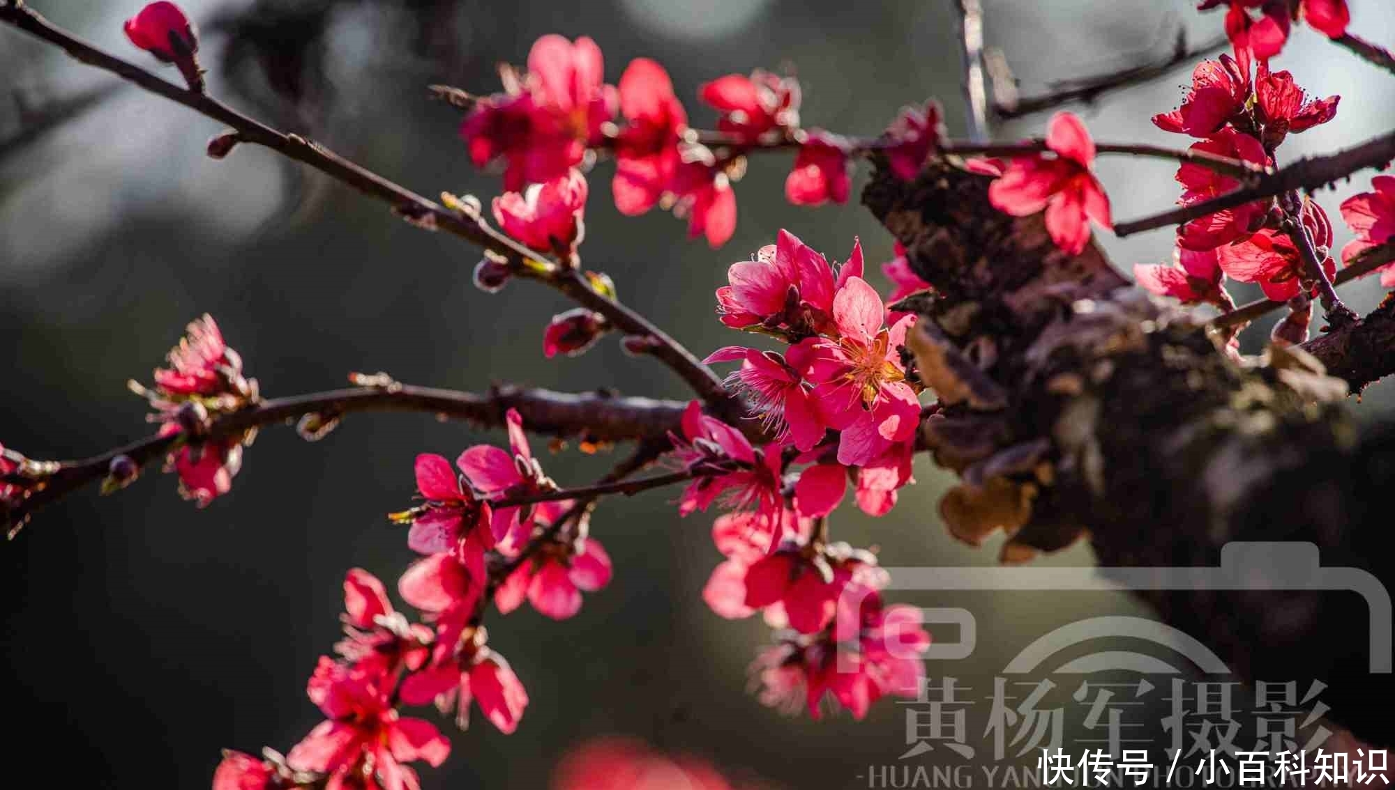 桃花娇美怒放的红艳，灿烂的花儿熟悉动人，浓郁陶醉的风景