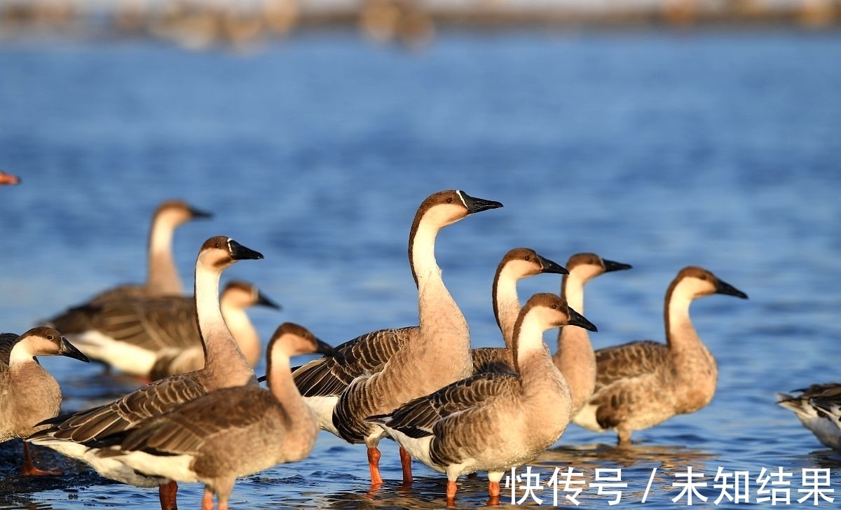 小学教材&《周易》早该选进小学教材了!看看《渐》卦说了什么