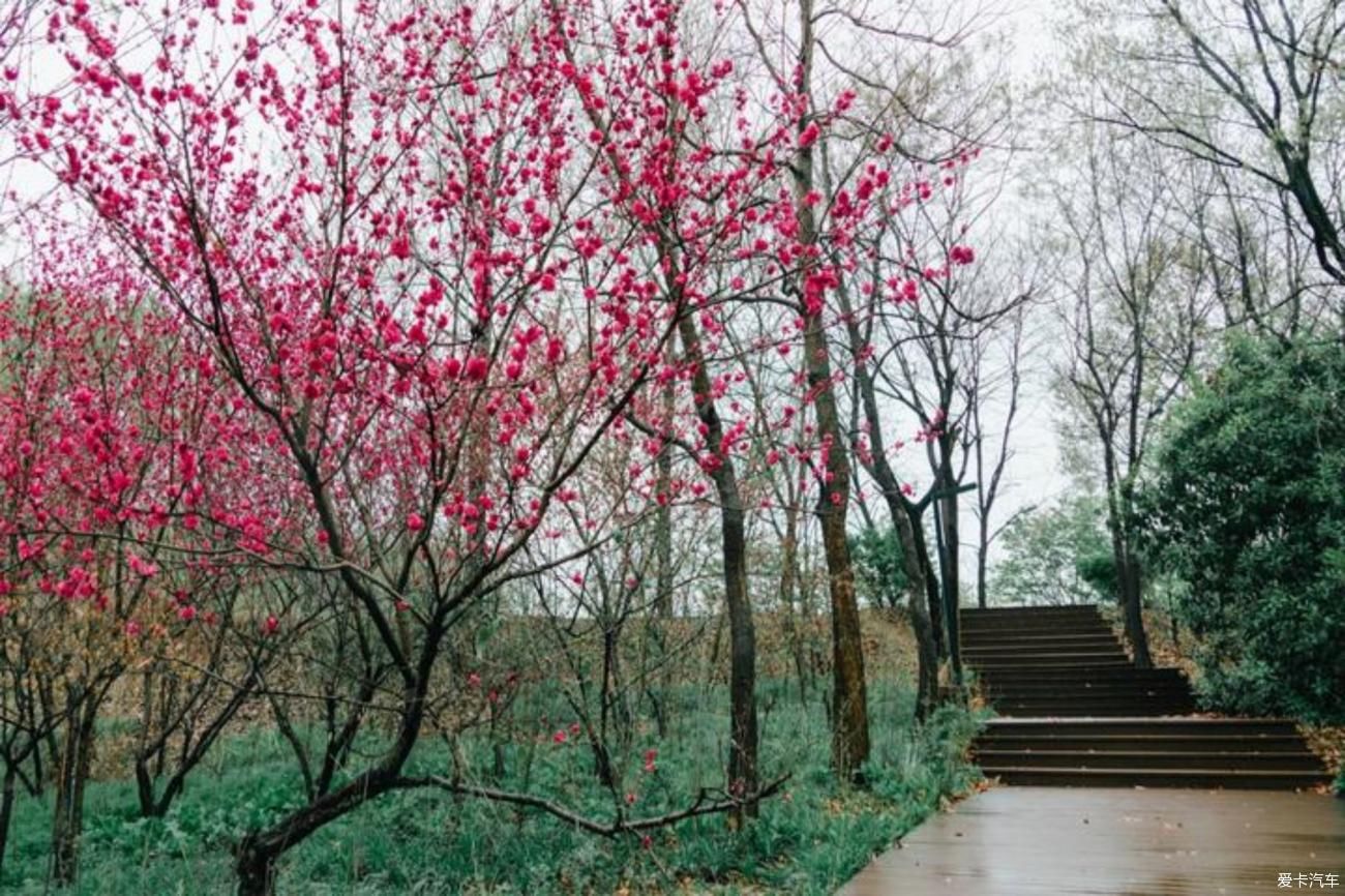 梨花一枝春带雨，梨兰相会总关情