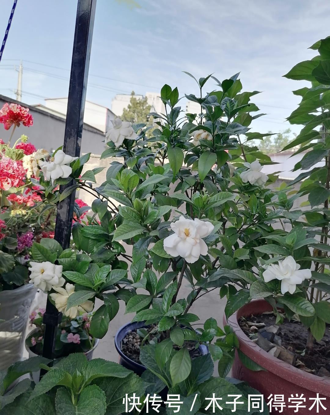 花朵|夏季养栀子花,做好3点,不黄叶不掉苞,花朵大又芳香