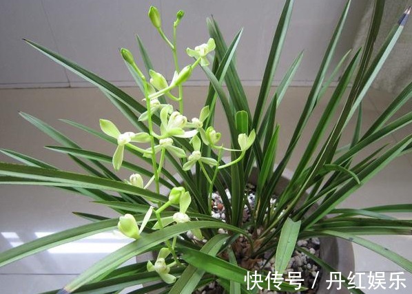 光照|兰花长势旺盛不开花，教你4个小“妙招”，轻轻松松开爆盆！