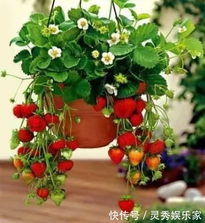 吃水果留“1勺子”，埋盆里，10天成盆栽，来年果子挂满树！