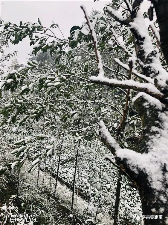 朋友圈|平昌下雪了，照片刷爆朋友圈！却带来了一个坏消息....