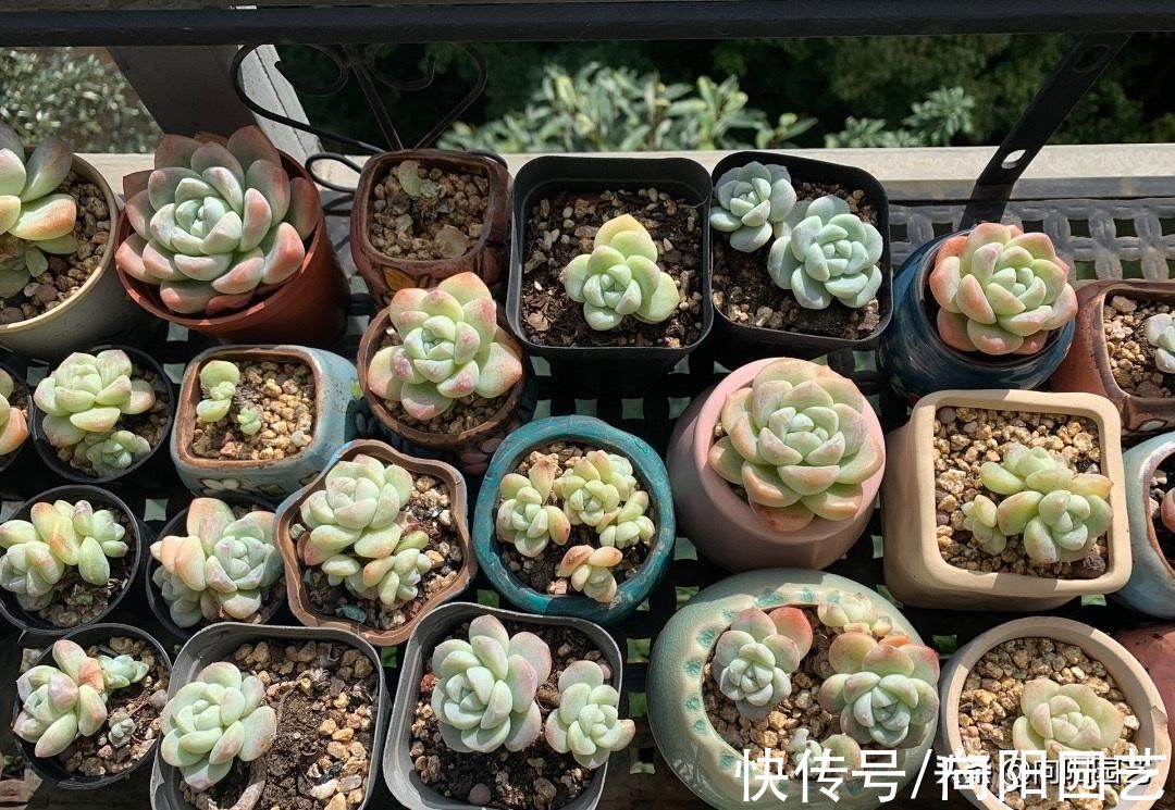 多肉销售增长了？买多肉的越来越多？可能是夏天死得太多了