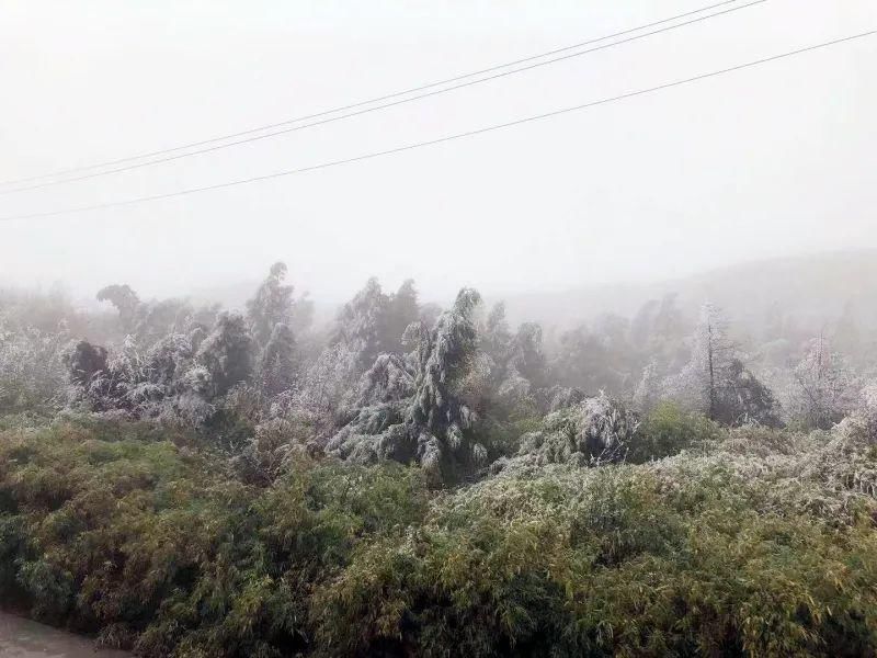 到底|下雪了！多图解锁海拔1500米的石柱七曜山雪景到底有多美？