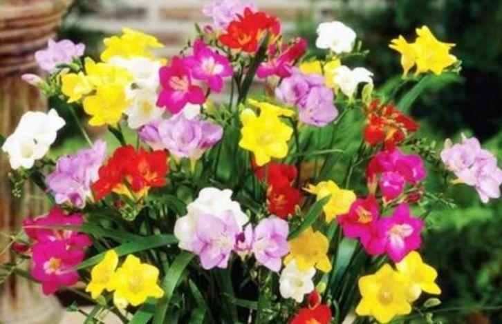 几款花卉超美的,花开繁盛花香怡人,随便一养成花海