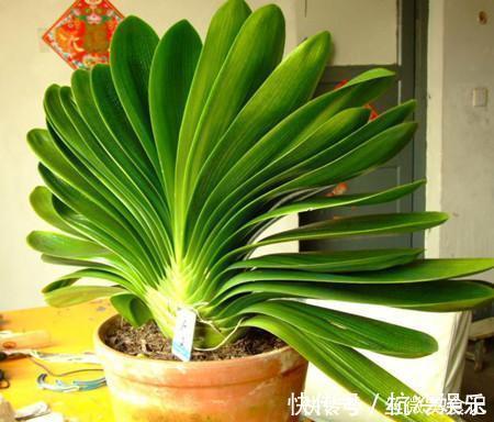 花盆|养君子兰,在花盆里埋上10粒“它”,3个月蹿出4片新叶,开花50朵