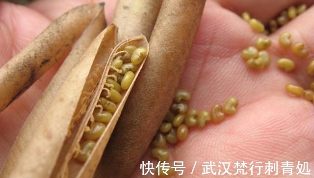 食用|这野果如今正逢成熟，价值可贵，见到请你拿个袋子装起来