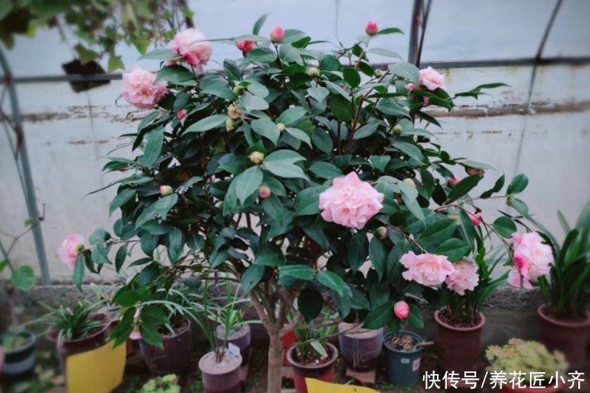 一个真正会养花的人，都有这3种“特征”，新手值得学习