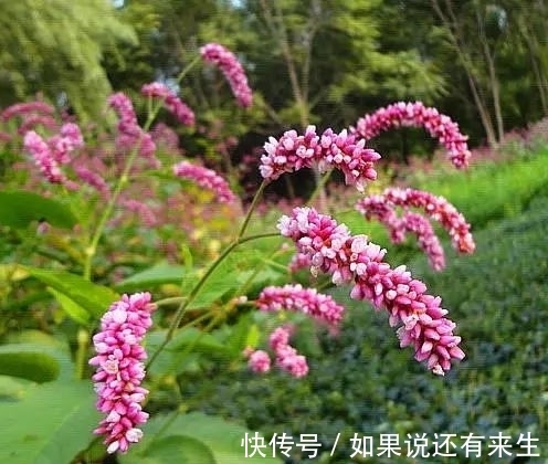 红蓼花!成束之美!难得一见!