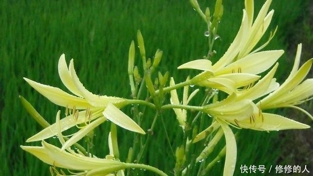 这9种野菜赶紧收好了!在农村随处可见,每一种都是治病良药