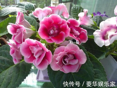 懒人|5种花是爆盆能手,好养易活,懒人新手都能养好,美不胜收!