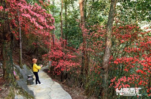 龙山杜鹃怒放，赏花正当时，点缀揭西的绿水青山