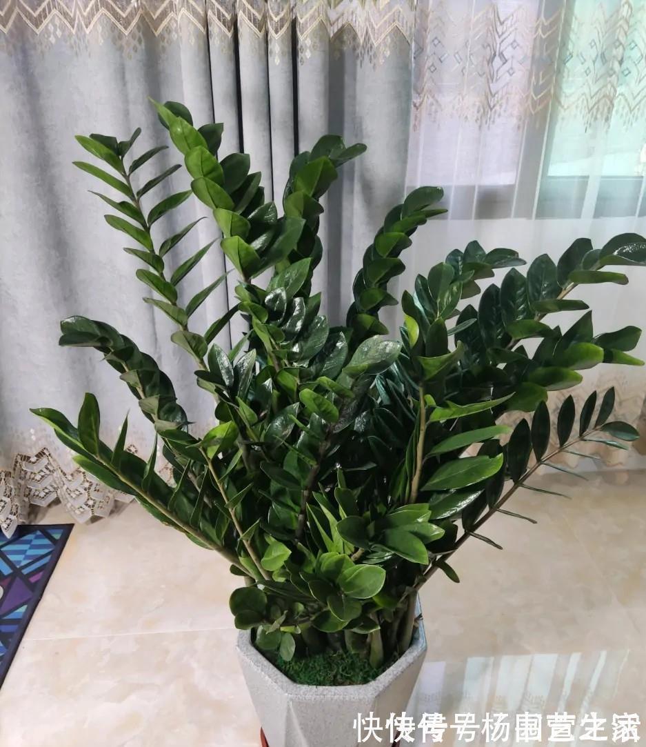 根系|金钱树“很特殊”，土豆茎上挤满芽，懒人才能养好它