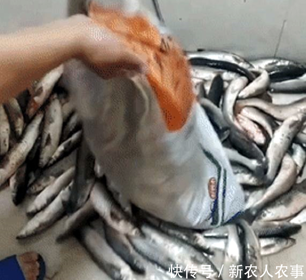 钓友|河北一男子野钓渔获蛇皮袋装，妻子却全部送邻居，网友：适当索取