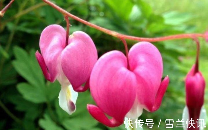 铁线莲铁线莲|这几款植物养在家里,花期长花量大,一盆千百朵,枝头花苞满