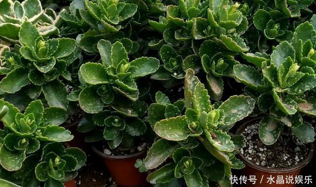 长寿花|养花先“养根”,高手用一招,养出根系“一尺长”,开花特别旺