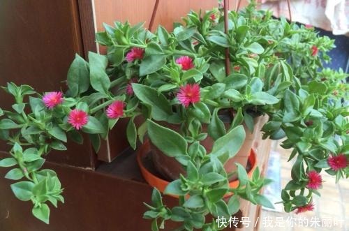 花期|别再养绿萝了,这种室内花卉,叶绿花美,养护简单,值得拥有!