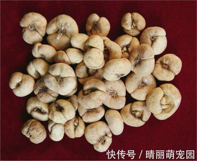 浙貝|痰來如山倒！最實用的“除痰方”，橫掃濕痰、熱痰，今天送給你