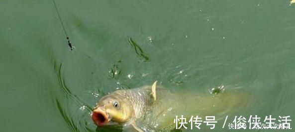 钓鱼|鲤鱼太狡猾不咬钩下次记得用上这招,它再狡猾也会忍不住咬钩
