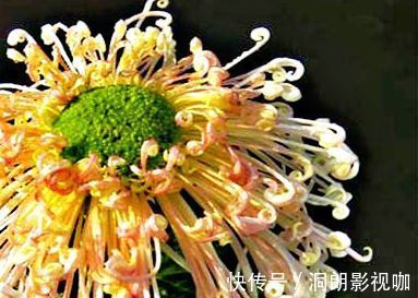 娇娘|喜欢菊花,就养盆“珍贵名菊”盘龙环球,似红艳娇娘,高冷秀丽