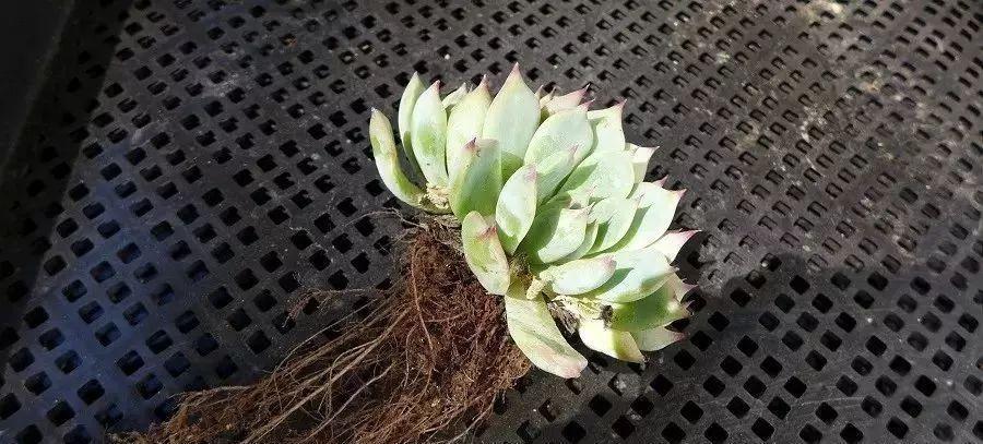 多肉修剪技巧，剪1根长1盆，再也不用在外面买了，划算