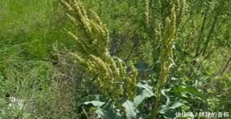 老家|农村人除不尽的这种野草,是廉价的良药,价值极高你们老家有没有
